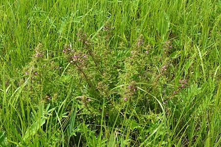 马先蒿图片,马先蒿植物图片(第4页)_大山谷图库