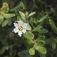 水芫花