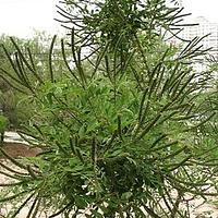 紫穗槐