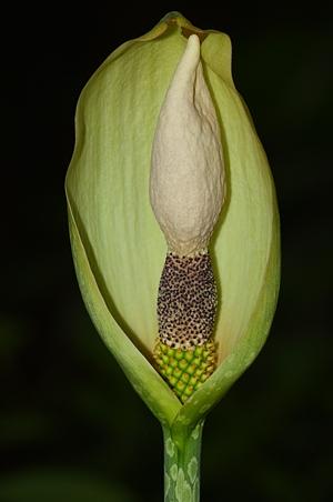 魔芋属