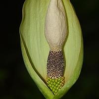 魔芋属