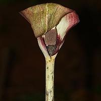 魔芋属