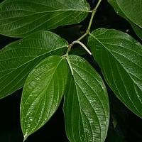 胡椒科