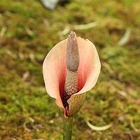 珠芽魔芋