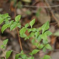 昆明帚菊