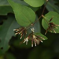聚头帚菊