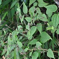 聚头帚菊