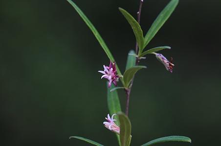 两色帚菊