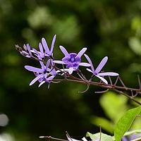 蓝花藤