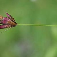 膜萼花