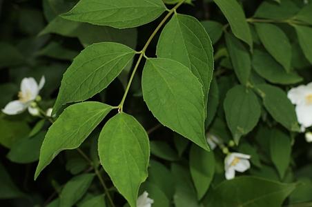 短序山梅花 - 图片/介绍/花期/花语/知识 - 千草植物