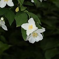 短序山梅花