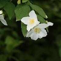 短序山梅花