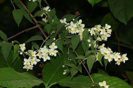 昆明山梅花