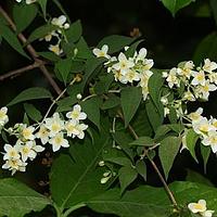 昆明山梅花