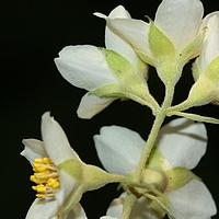 昆明山梅花
