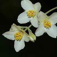 昆明山梅花