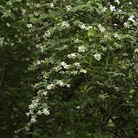 昆明山梅花