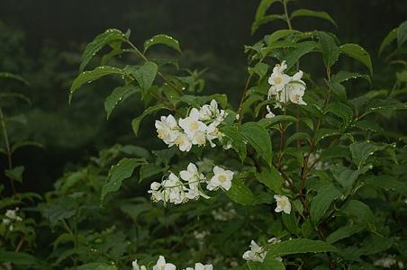 疏花山梅花