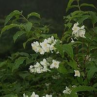 疏花山梅花
