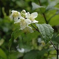 疏花山梅花