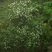 疏花山梅花