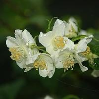 疏花山梅花
