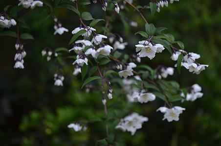 紫萼山梅花