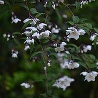 紫萼山梅花