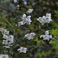 紫萼山梅花