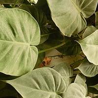 心叶喜林芋