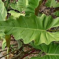 箭叶喜林芋