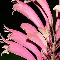火焰花