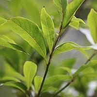 细叶楠