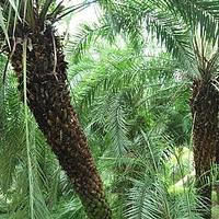 海枣 - 图片/介绍/花期/花语/知识 - 千草植物