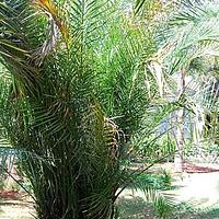 海枣 - 图片/介绍/花期/花语/知识 - 千草植物
