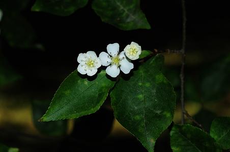 小叶石楠