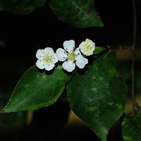 小叶石楠