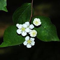 小叶石楠