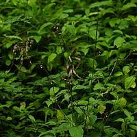 透骨草科