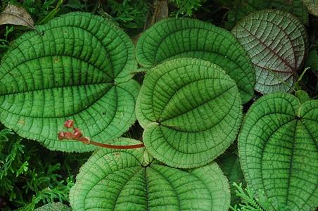锦香草