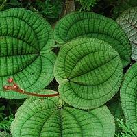 锦香草