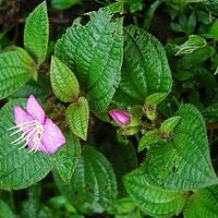 锦香草