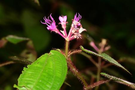 密毛锦香草