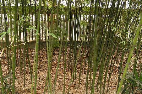 甜笋竹 - 图片/介绍/花期/花语/知识 - 千草植物