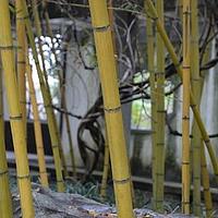 金竹