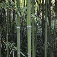 长沙刚竹 - 图片/介绍/花期/花语/知识 - 千草植物
