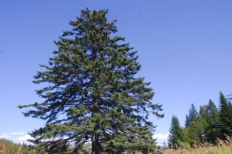 长白鱼鳞云杉