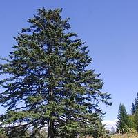 长白鱼鳞云杉