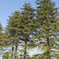 长白鱼鳞云杉